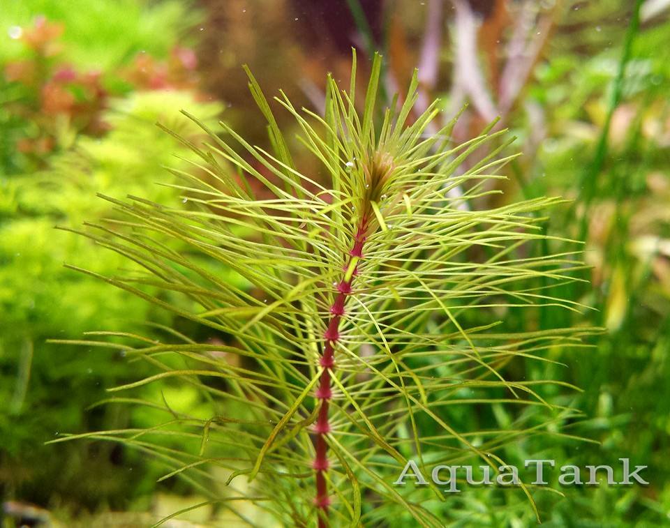 Rotala sp. "Cambodia Sisophon" aquarium plant | AquaTank Rare Aquarium